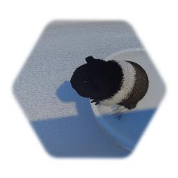 My Guinea pig Yin [he died on Saturday had him for 6 days]