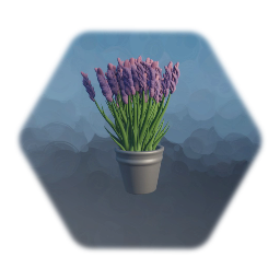 Lavender