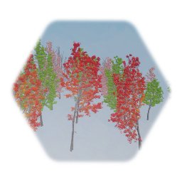 Acer Rebrum (Red maple Trees
