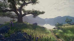 Southern Live Oak Showcase