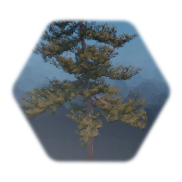Large Scots Pine