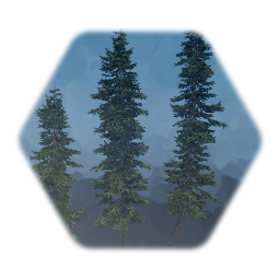 Western Hemlock Tree