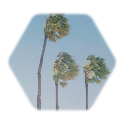 Hurricane Sabal Palm tree