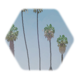 Mexican Fan Palm