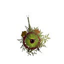 CalyboDev