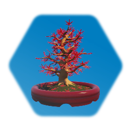 Red Maple Bonsai