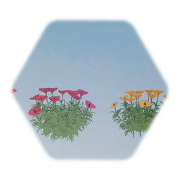 California Poppy