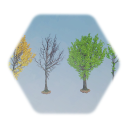 Willow Oak Tree (Mature)