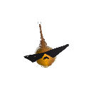 solar_kangaroo2