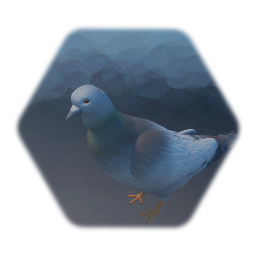 Pigeon