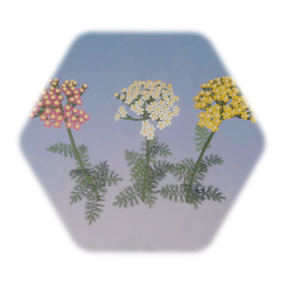 Yarrow