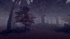 Fall in an Oak Forest