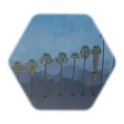 Mexican & Desert Fan Palm Trees