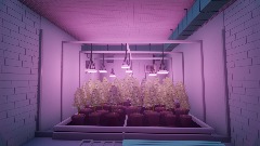 Weed Plantage Grow Room (Dreams Kush 420)
