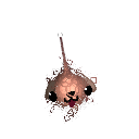 ITOBear_