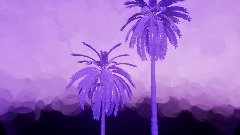 Palm Trees