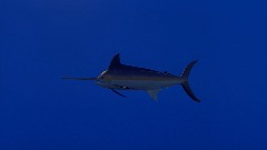 A screenshot taken in Dreams. 3 of 3.