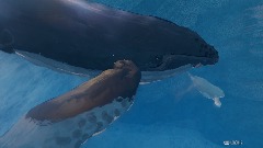 Humpback Whale Quest