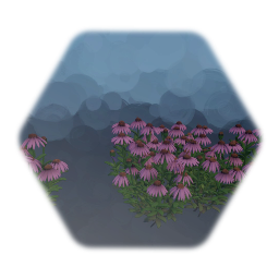 Coneflower