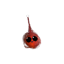 Torugomotoqueiro