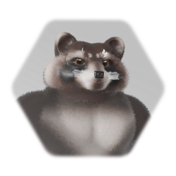Raccoon