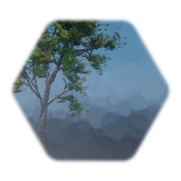 Mature Japanese Maple