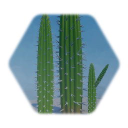 Cactus