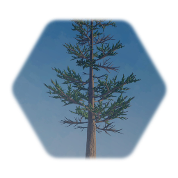 Swiss Mountain Pine