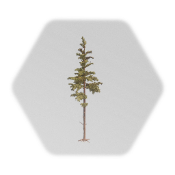 Pine tree 1% (old+more leaves)