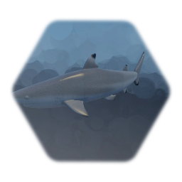 Reef Shark