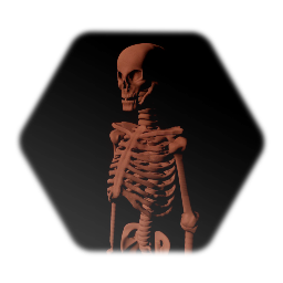 Skeleton - Model Only
