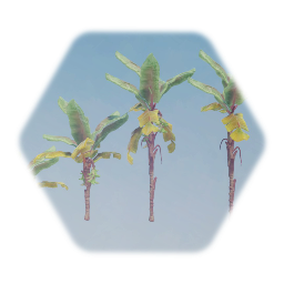 Banana Palm Tree