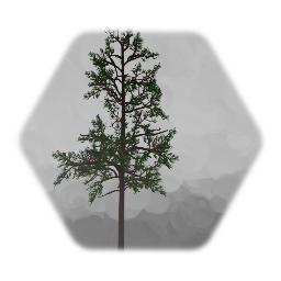 Medium Pine tree