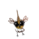 Haidarex