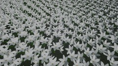 オオアマナ Ornithogalum