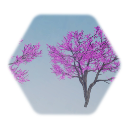 Eastern Redbud flowering Tree