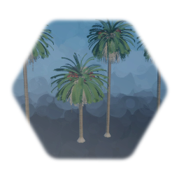 Canary Island Date Palm tree