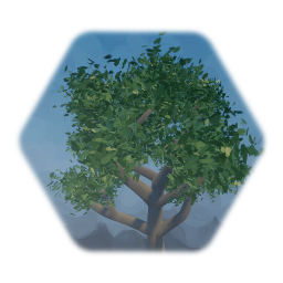 Texas Mountain Laurel Tree