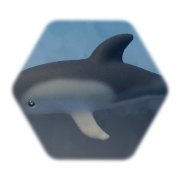 Common Dolphin