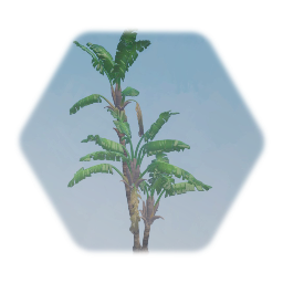 Travelers Palm Tree Cluster
