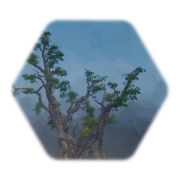 Bristlecone Pine Utah