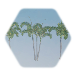 Foxtail Palm