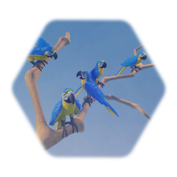 Zoo - Blue-and-Yellow Macaws