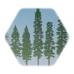 Black Spruce (Conifer)