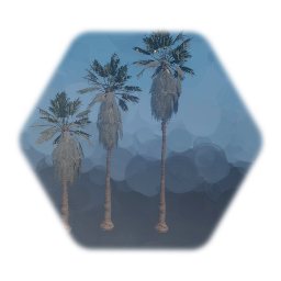 California Palm