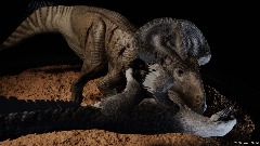Fighting Dinosaurs Fossil Reconstruction