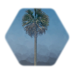 Sabal Palm 1