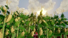 The Farm