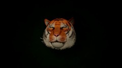 Tiger Study