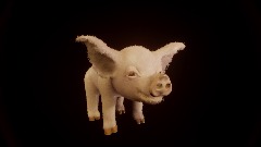 The PIG 🐷